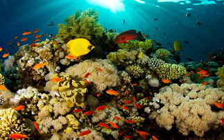 珊瑚礁对海洋的生态影响