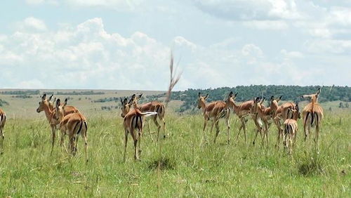 非洲大草原栖息着哪些动物?