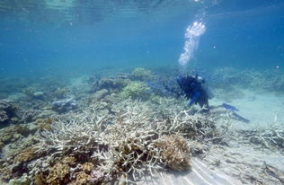 大堡礁珊瑚广布的原因